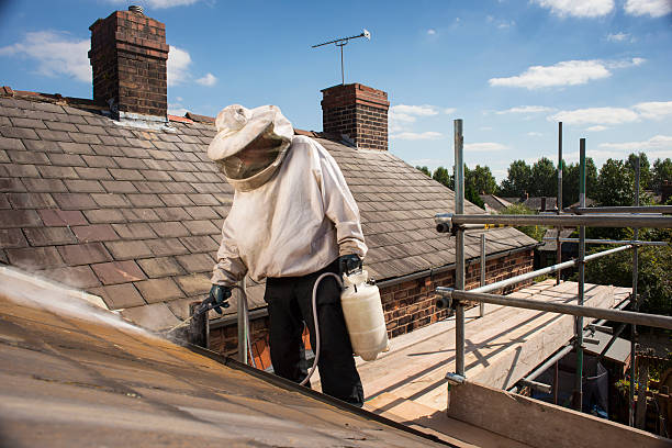 pest control takes care of wasps nest on roofline pest control takes care of wasps nest on roofline